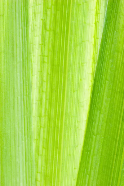 Green leaf macro shot — Stock Photo, Image