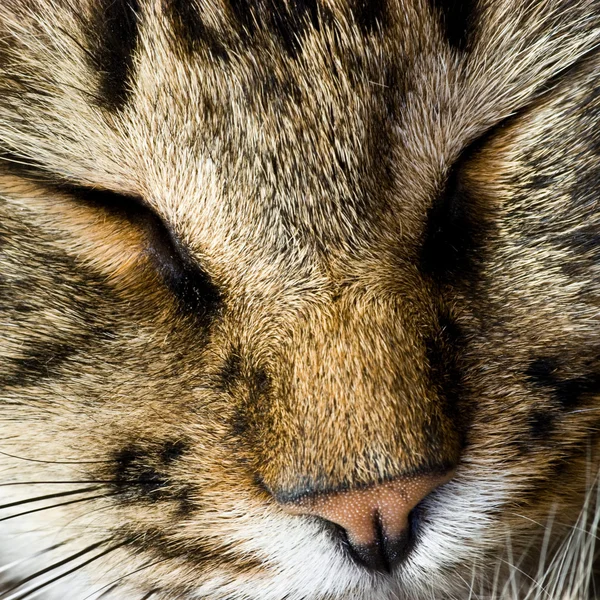 Gato adormecido — Fotografia de Stock