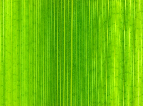 Leaf texture — Stock Photo, Image