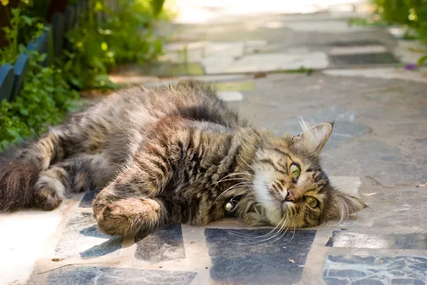 Kat in een tuin — Stockfoto