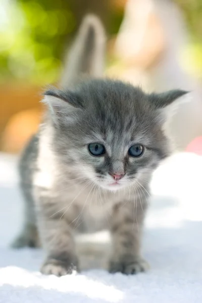 Ходячий котёнок — стоковое фото