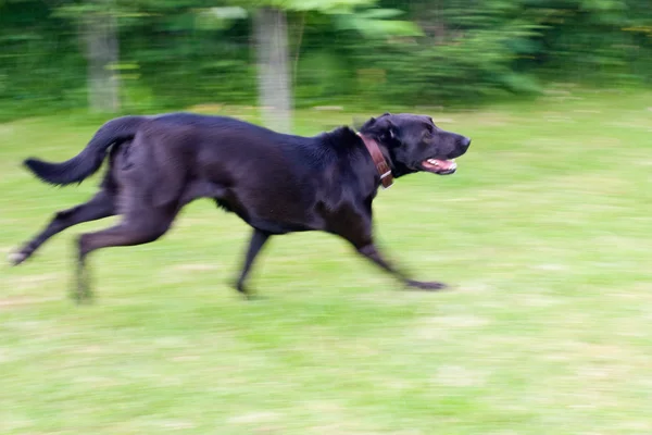 Running dog — Stock Photo, Image