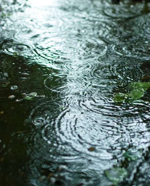雨の日 — ストック写真