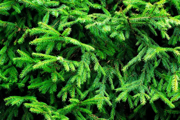 Fir branches — Stock Photo, Image