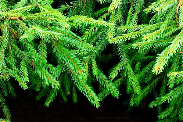 Fir branches — Stock Photo, Image