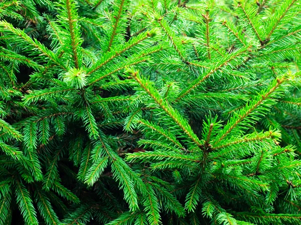 Fir branches — Stock Photo, Image