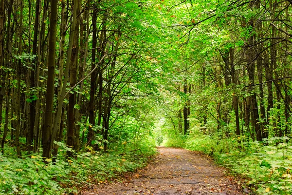 Park alley — Stockfoto