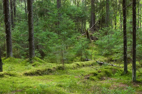 Mystery forest — Stock Image Mystery forest Stock Photo