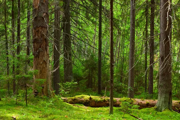 Fairy pinewood — Stock Image Fairy pinewood Stock Picture