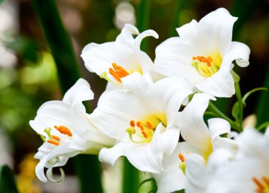 White lilies clipart