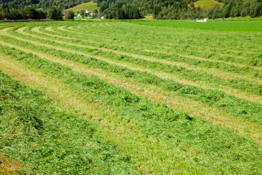 Fresh cut hay in a field clipart