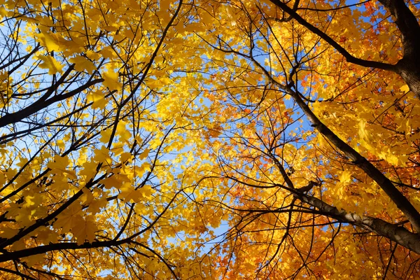 Albero autunnale — Foto Stock