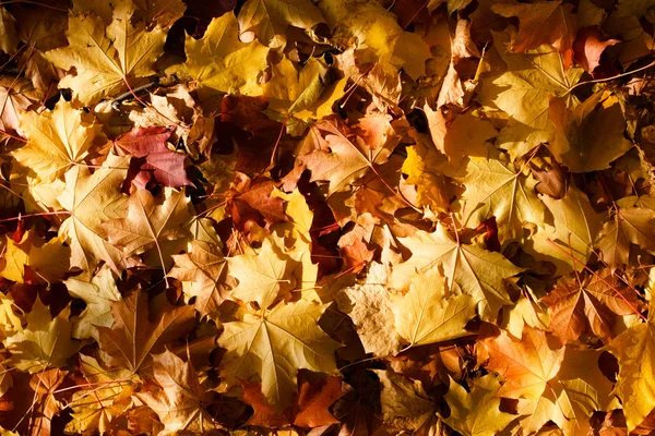 Maple leaves background — Stock Photo, Image