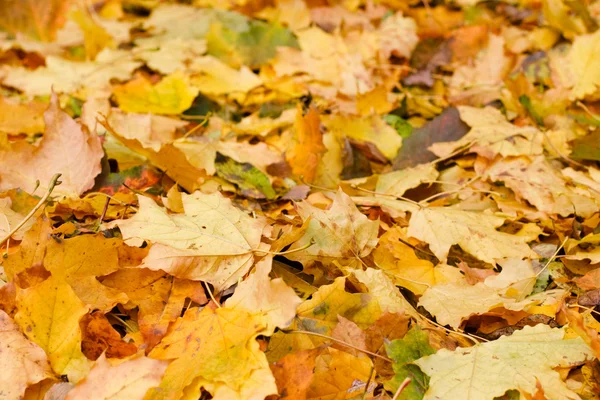 Herfstbladeren — Stockfoto