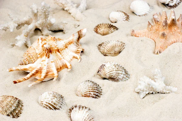 Shells on sand — Stock Photo, Image