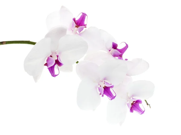 Orchidea bianca — Foto Stock