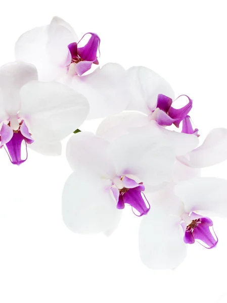 Witte orchidee — Stockfoto