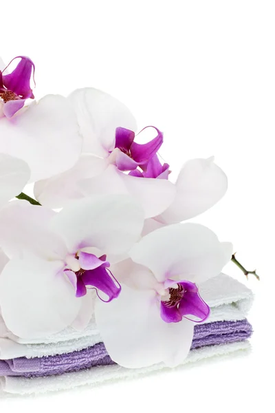 Biała orchidea na ręczniki — Zdjęcie stockowe