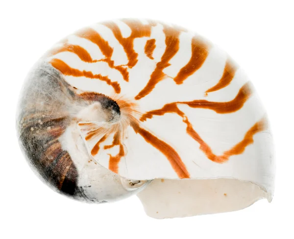 Nautilus shell — Stockfoto