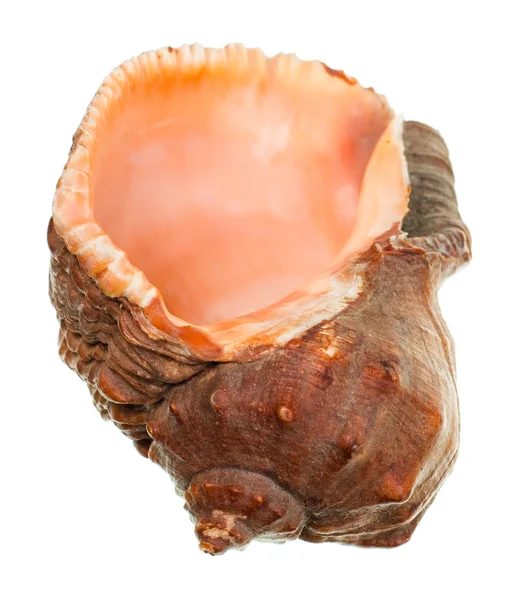 Seashell — Stock Photo, Image