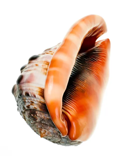 Seashell — Stock Photo, Image