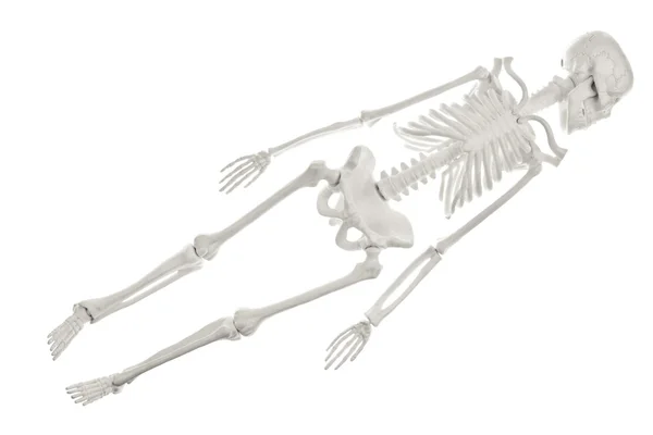 Skeleton — Stock Photo, Image