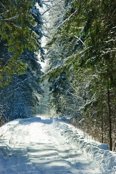 Foresta invernale — Foto Stock