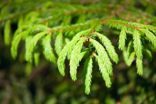 Fir branches — Stock Photo, Image