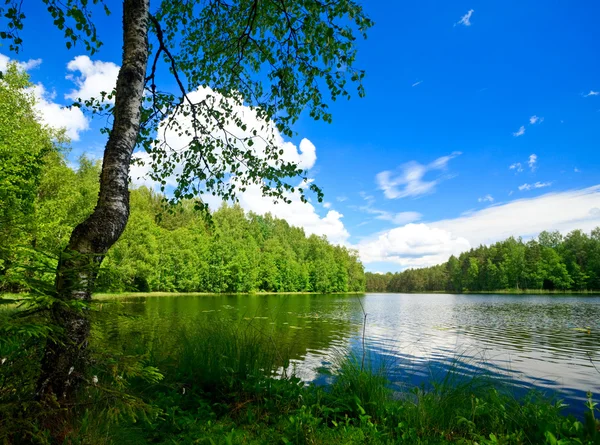 Forest lake — Stock Photo, Image