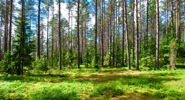 Zomer bos — Stockfoto