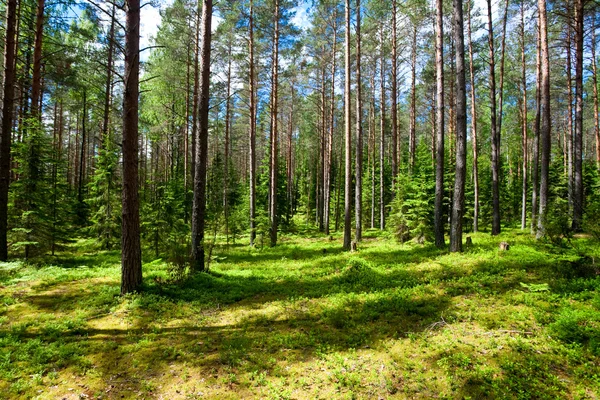 Zomer bos — Stockfoto