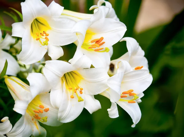 White lilies — Stock Photo, Image