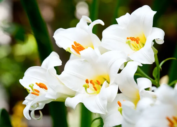 White lilies — Stock Photo, Image