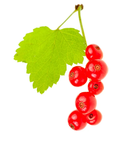 Czerwona porzeczka jagody — Zdjęcie stockowe