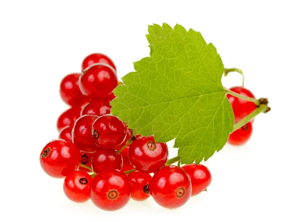 Redcurrant berries — Stock Photo, Image