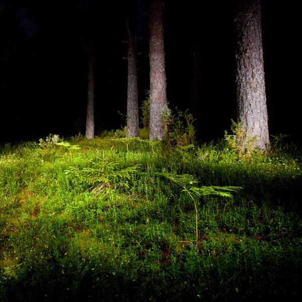 Nachtbos — Stockfoto