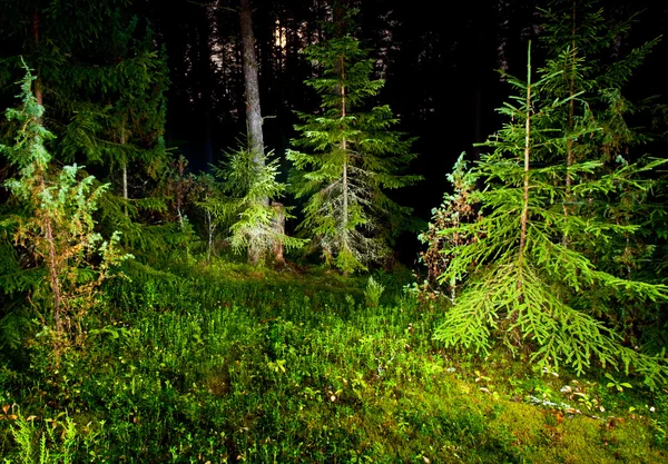 Forêt nocturne — Photo