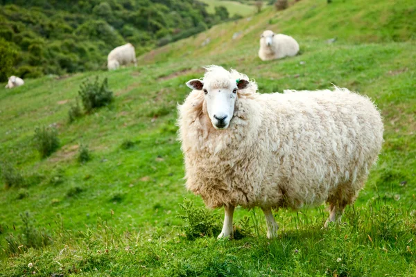 Schapen — Stockfoto