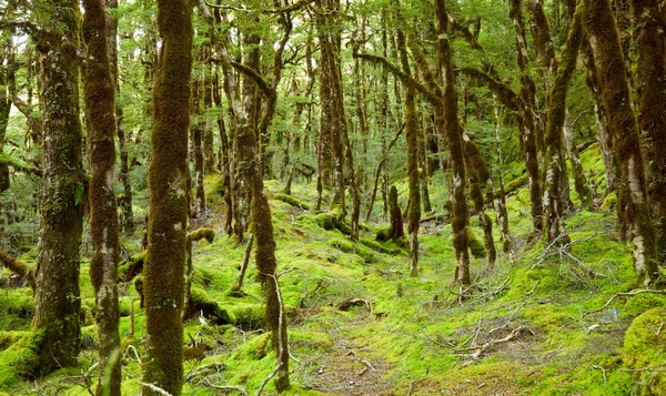 Regenwald — Stockfoto