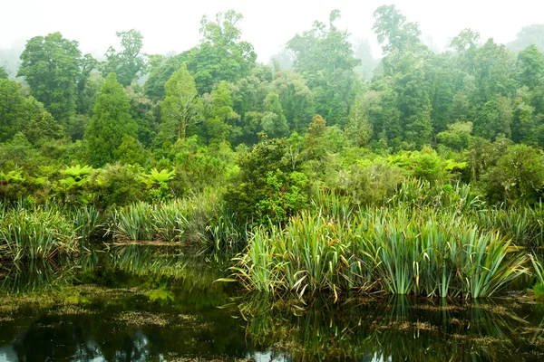 Regenwaldsumpf — Stockfoto