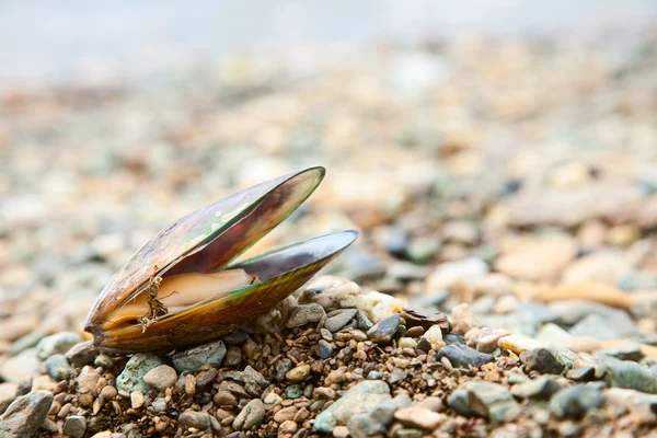 Greenshell mussel on a beach — Stock Photo, Image