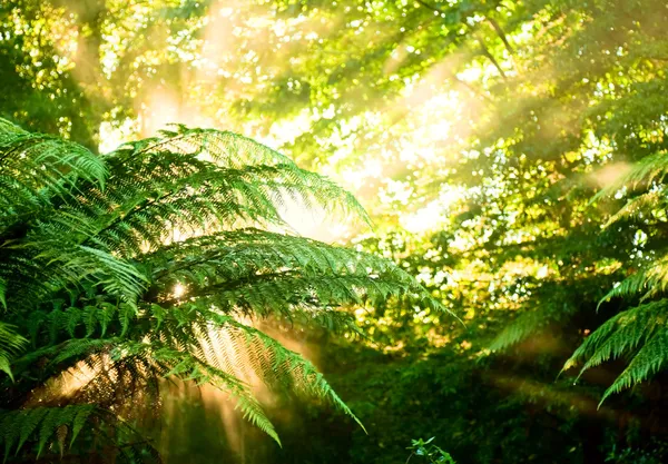 Sol de la mañana en un bosque lluvioso brumoso — Foto de Stock