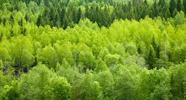 Skogsbakgrund — Stockfoto