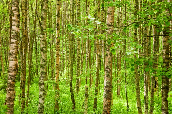 Sommerbirkenholz — Stockfoto