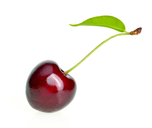 Cereza sobre blanco — Foto de Stock