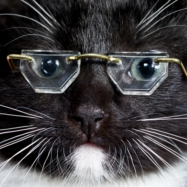 Kat dragen van een bril — Stockfoto