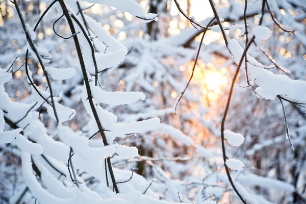 Wintersonnenuntergang — Stockfoto