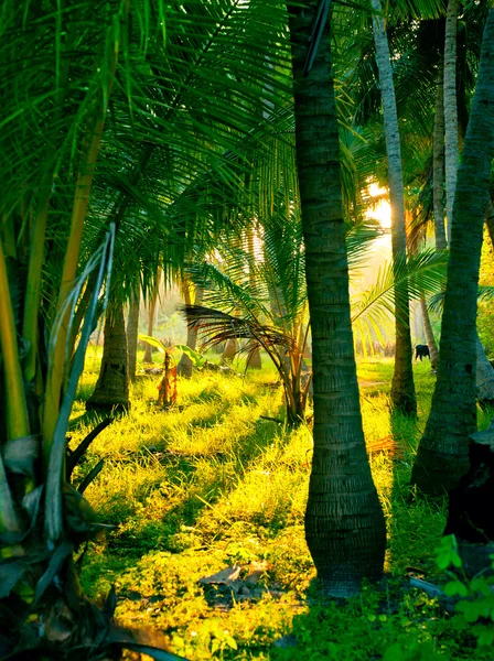 Вечірнє сонце в туманному тропічному лісі — стокове фото
