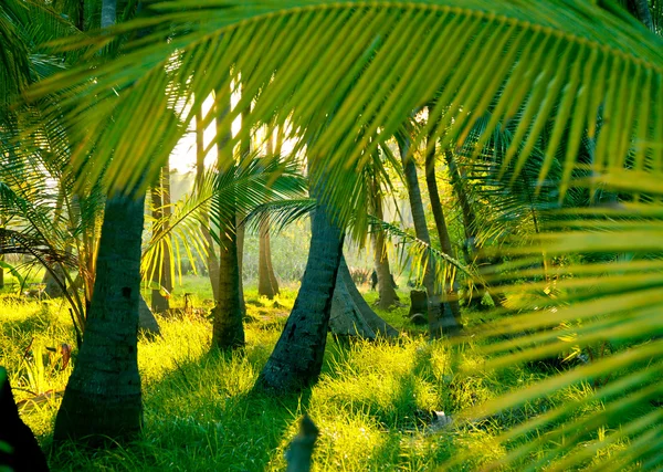 Soleil du soir dans une forêt tropicale brumeuse — Photo