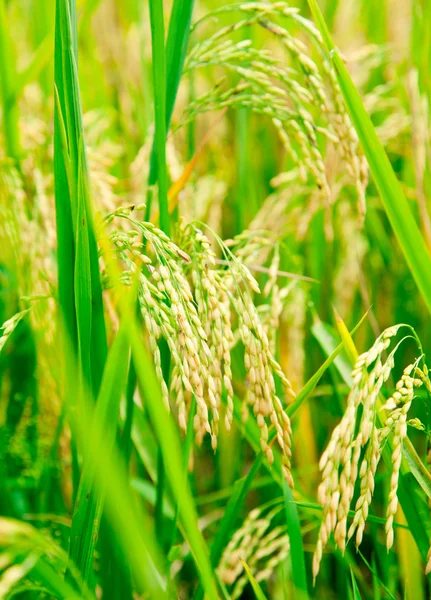 Riz Paddy — Photo